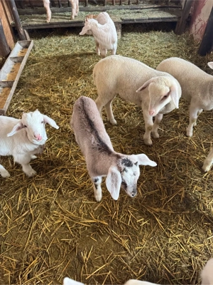 iezi si iedute - imagine 2