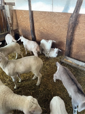 iezi si iedute - imagine 3