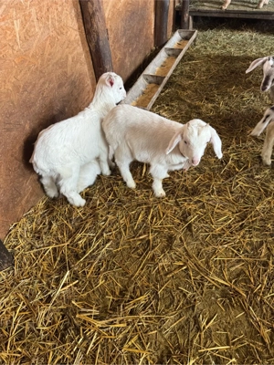 iezi si iedute - imagine 4