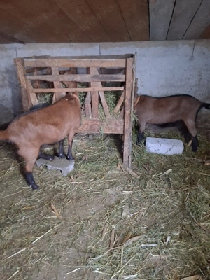 vand capra alpin francez la prima fatare - imagine 4