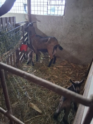 vand capra alpin francez la prima fatare - imagine 3