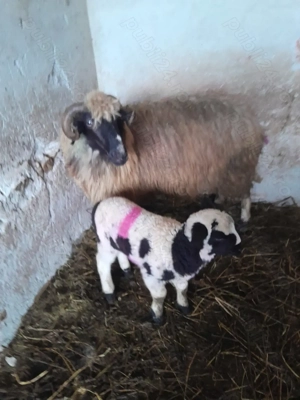 Vând     cinci   oi  - imagine 3