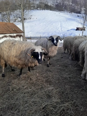 Vând     cinci   oi  - imagine 2