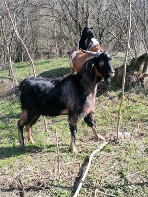 Vând țap, zonă Teleorman! 
