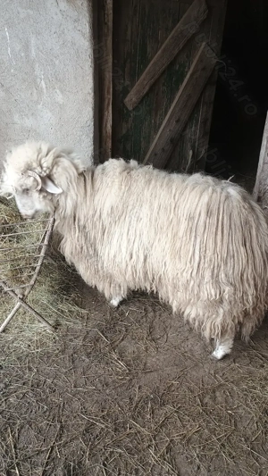 Oaie de vânzare  - imagine 2
