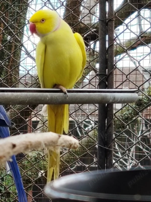 Micul Alexandru  - imagine 5