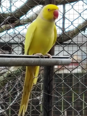 Micul Alexandru  - imagine 3