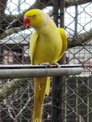 Micul Alexandru  - imagine 4