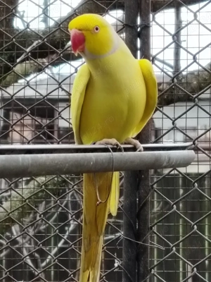 Micul Alexandru  - imagine 2