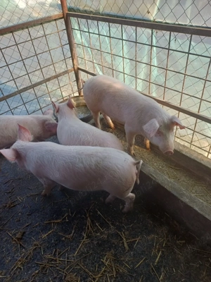 de vanzare - imagine 5