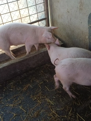 de vanzare - imagine 4