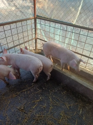 de vanzare - imagine 3