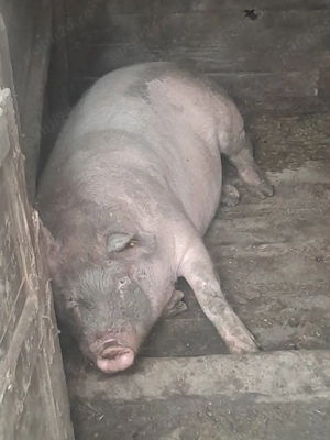 vânzare scoarța de 120 kg - imagine 2