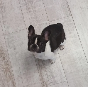 Bulldog francez femela - imagine 3