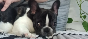 Bulldog francez femela - imagine 5