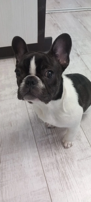 Bulldog francez femela - imagine 2