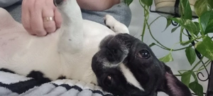 Bulldog francez femela - imagine 4