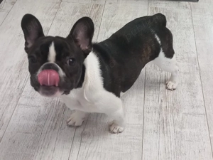 Bulldog francez femela