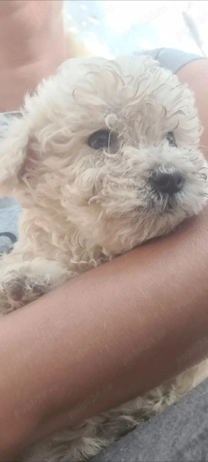 bichon maltez 