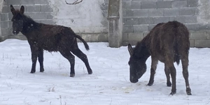 Magarita si magarus - imagine 2