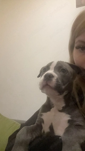 Puiuți Amstaff - imagine 5