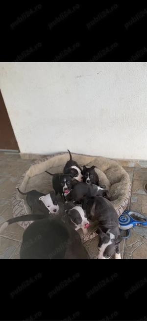 American Staffordshire Terrier (Amstaff) - imagine 3