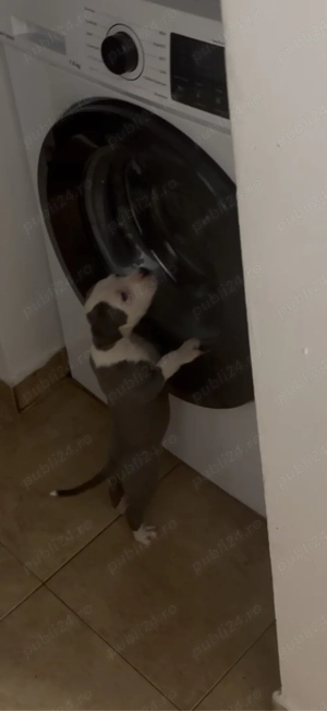 American Staffordshire Terrier (Amstaff) - imagine 2