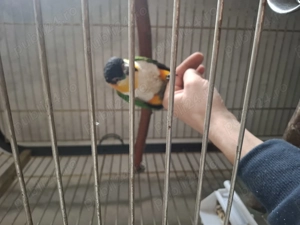 Mascul blând caique  - imagine 4