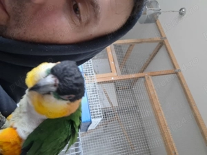 Mascul blând caique  - imagine 2