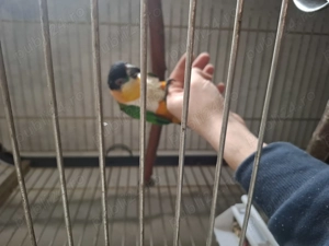 Mascul blând caique  - imagine 5