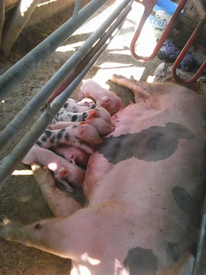 Purcei mici de vânzare 