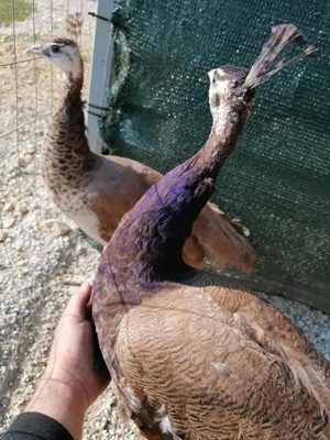 Pereche păuni matură violet  - imagine 5