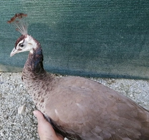 Pereche păuni matură violet  - imagine 4