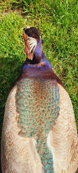 Pereche păuni matură violet  - imagine 2