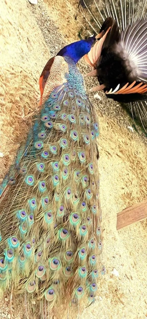 Pereche păuni matură violet  - imagine 3