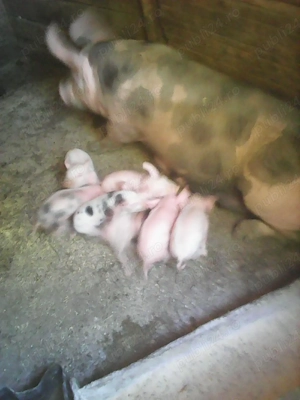 Purcei mici de vânzare  - imagine 2