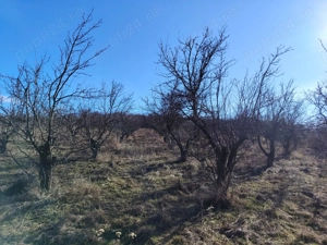 De vanzare teren 5875 Mp, intravilan,strada Livezilor ,Oradea