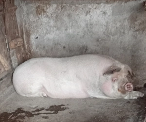 Porc de t iat 220-250kg.de vânzare 10RON kg la Voivodeni(Mures)! - imagine 3