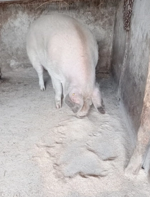 Porc de t iat 220-250kg.de vânzare 10RON kg la Voivodeni(Mures)!