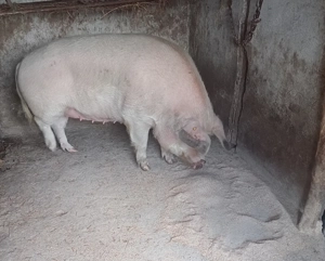 Porc de t iat 220-250kg.de vânzare 10RON kg la Voivodeni(Mures)! - imagine 2