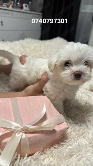 vand pui bichon maltez 