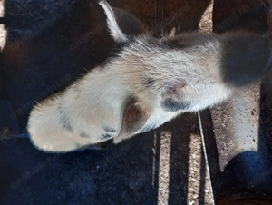 Vând purcei 40-55 kg - imagine 4