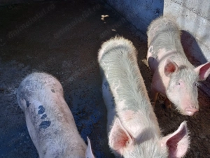 Vând purcei 40-55 kg - imagine 3