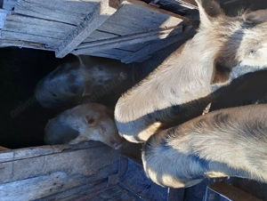 Vând purcei 40-55 kg - imagine 5