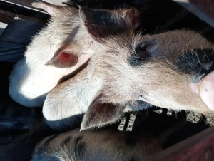 Vând purcei 40-55 kg - imagine 2