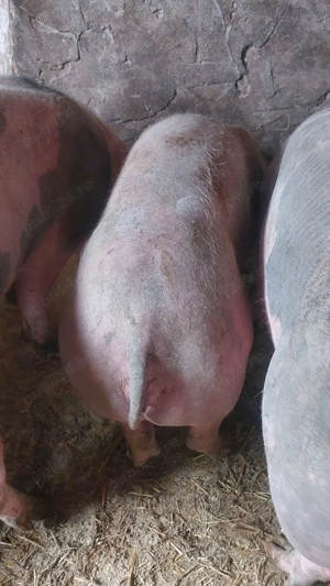 5 scrofite 35-55 kg - imagine 3