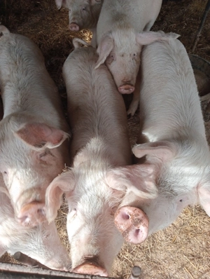 Vând purcei 70-80kg.la Voivodeni (Mures)!Negociabil - imagine 3