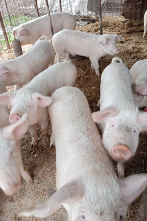 Vând purcei 70-80kg.la Voivodeni (Mures)!Negociabil - imagine 2