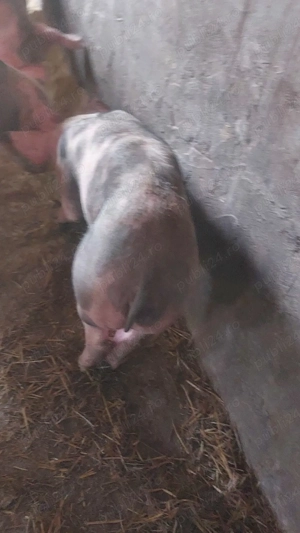 5 scrofite 35-55 kg - imagine 4