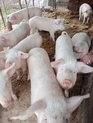 Vând purcei 70-80kg.la Voivodeni (Mures)!Negociabil - imagine 5